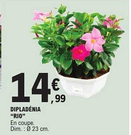DIPLADÉNIA "RIO"
