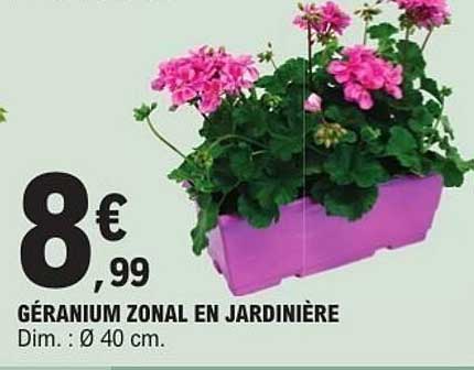 GÉRANIUM ZONAL EN JARDINIÈRE