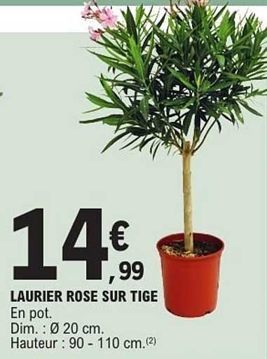 LAURIER ROSE SUR TIGES