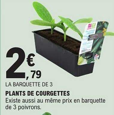 Plants de courgettes