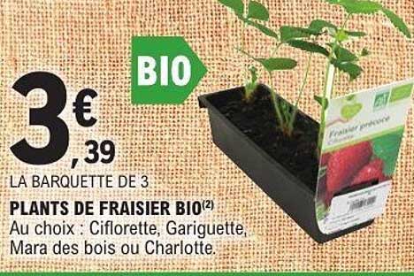 PLANTS DE FRAISIER BIO
