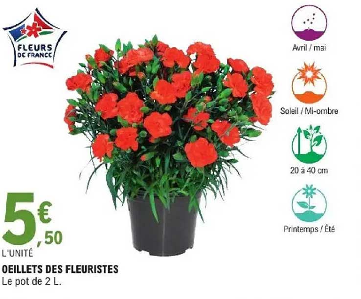 OEILLETS DES FLEURISTES