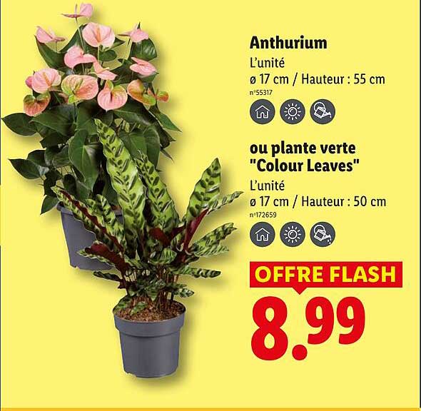 Anthorium ou plante verte "Colour Leaves"