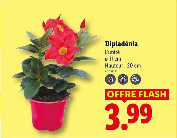 Dipladénia