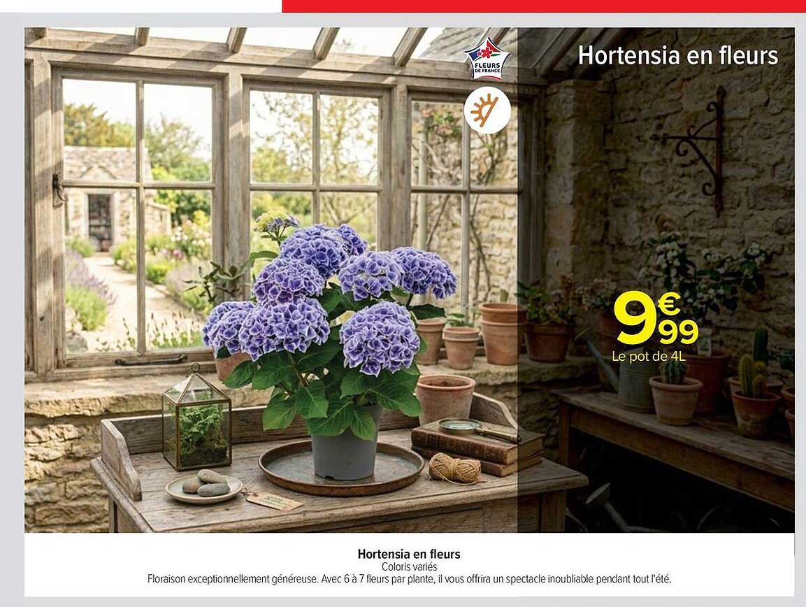 Hortensia en fleurs