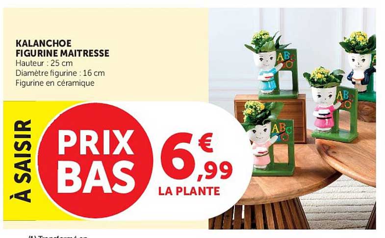 KALANCHOE FIGURINE MAITRESSE