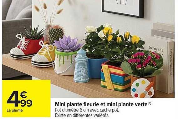 Mini plante fleurie et mini plante verte(h)