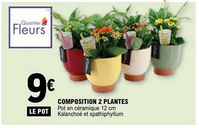 COMPOSITION 2 PLANTES