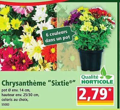 Chrysanthème "Sixtie®"