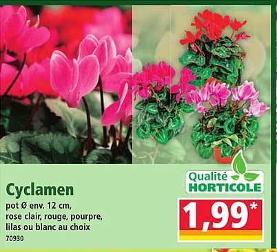 Cyclamen