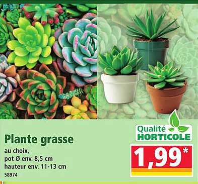 Plante grasse