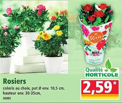 Rosiers