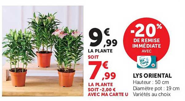 -20% DE REMISE IMMÉDIATE AVEC ma Carte U LYS ORIENTAL