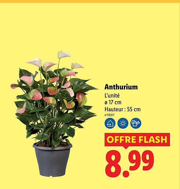 Anthurium