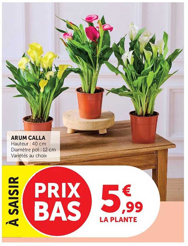ARUM CALLA