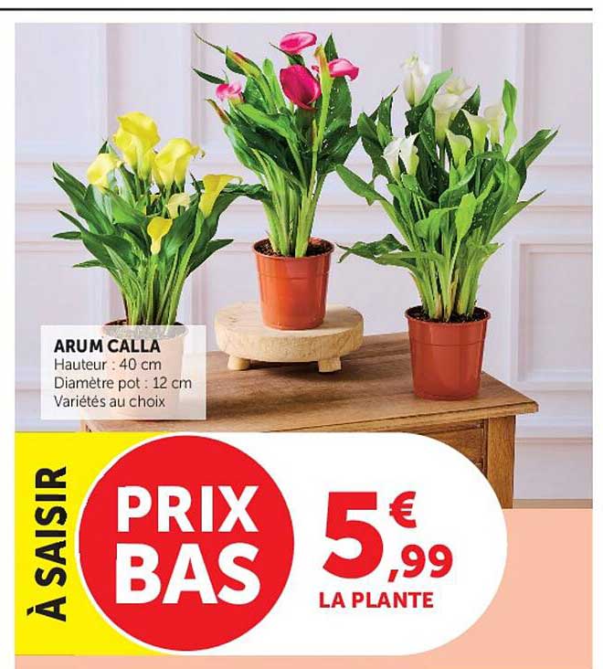 ARUM CALLA