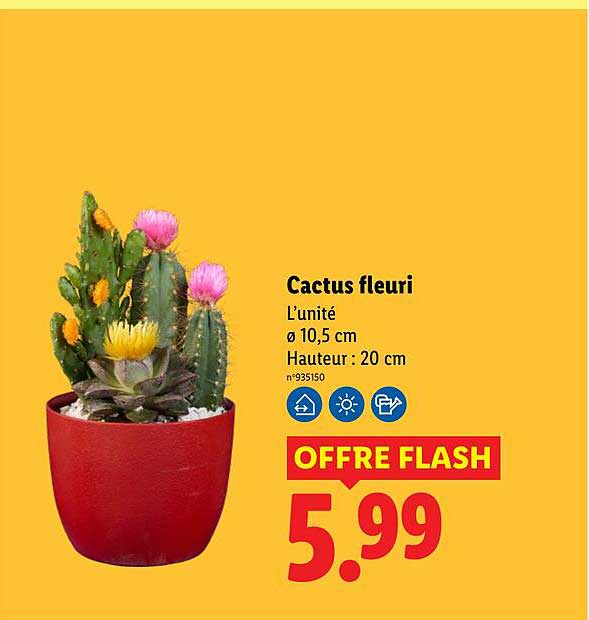 Cactus fleuri