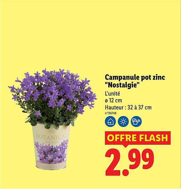 Campanule pot zinc "Nostalgie"