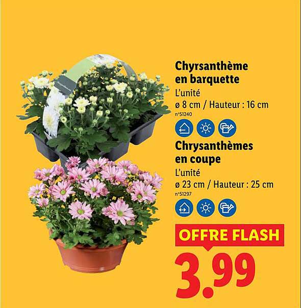 Chrysanthème en barquette