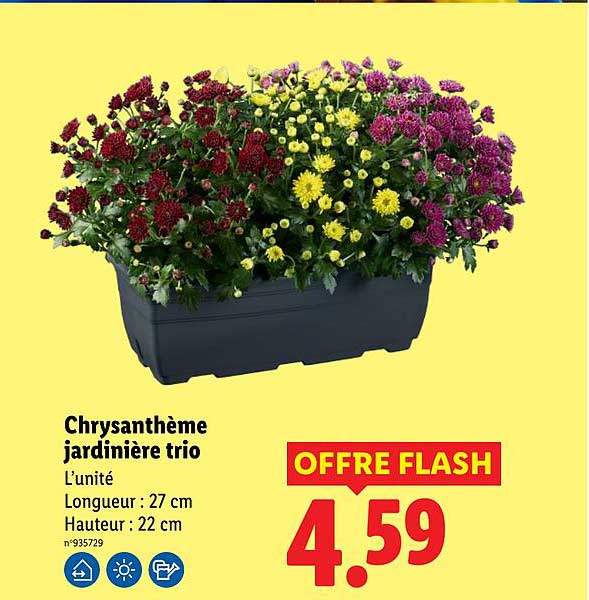 Chrysanthème jardinière trio