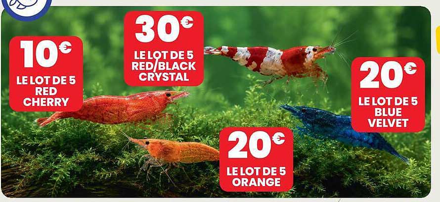 LE LOT DE 5 RED CHERRY