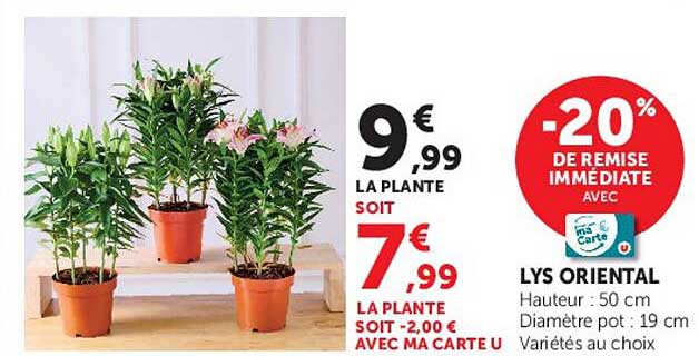 LYS ORIENTAL