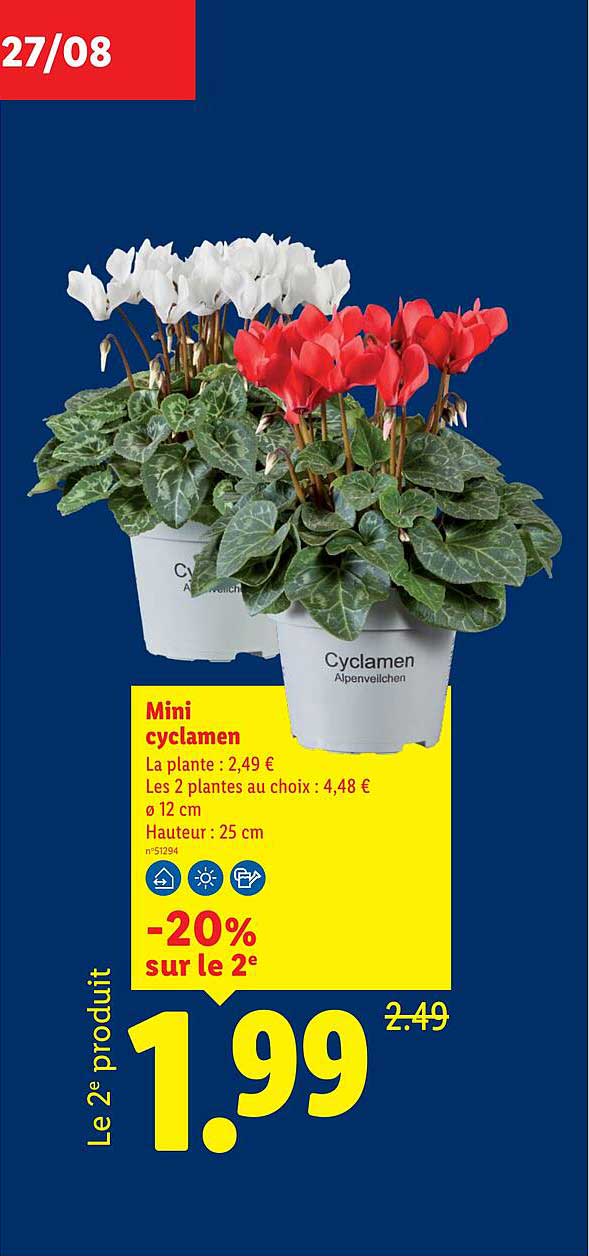 Mini cyclamen