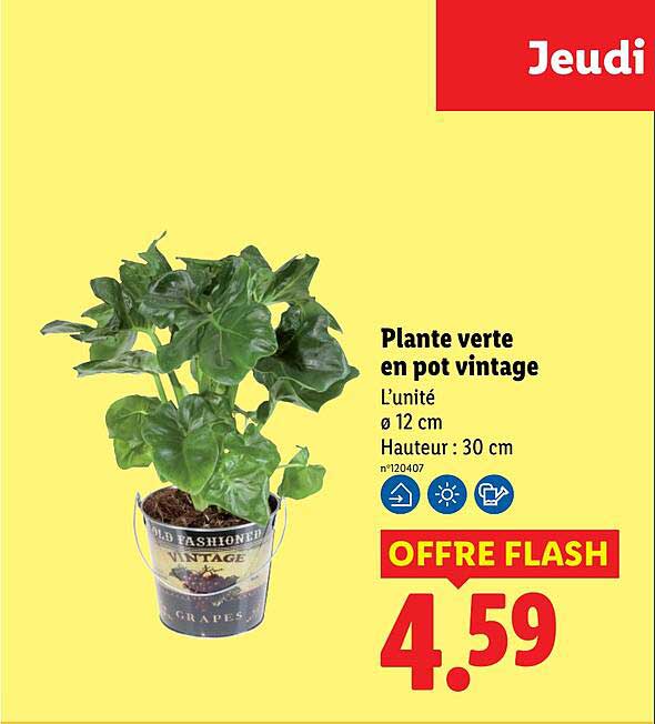 Plante verte en pot vintage