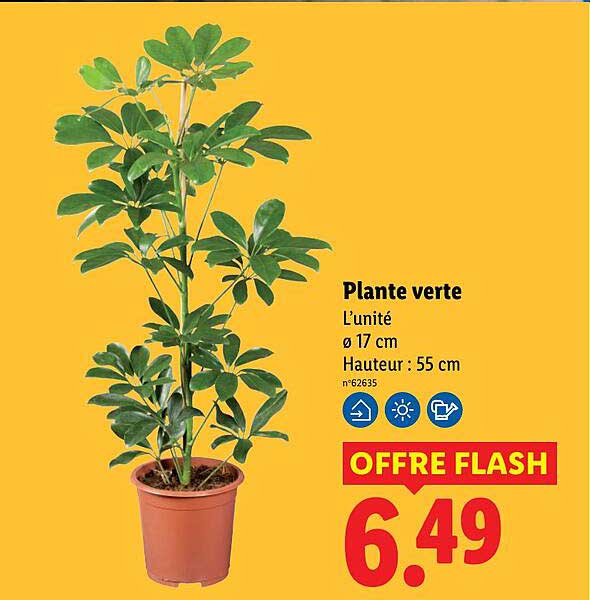 Plante verte
