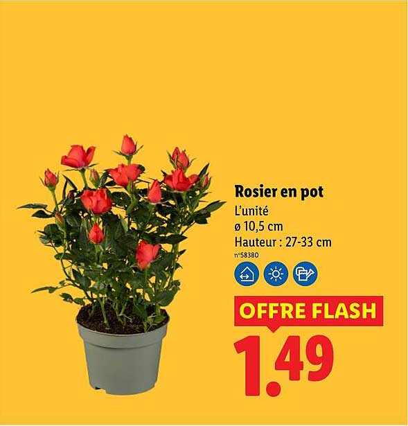 Rosier en pot