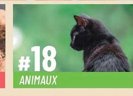#18 ANIMAUX