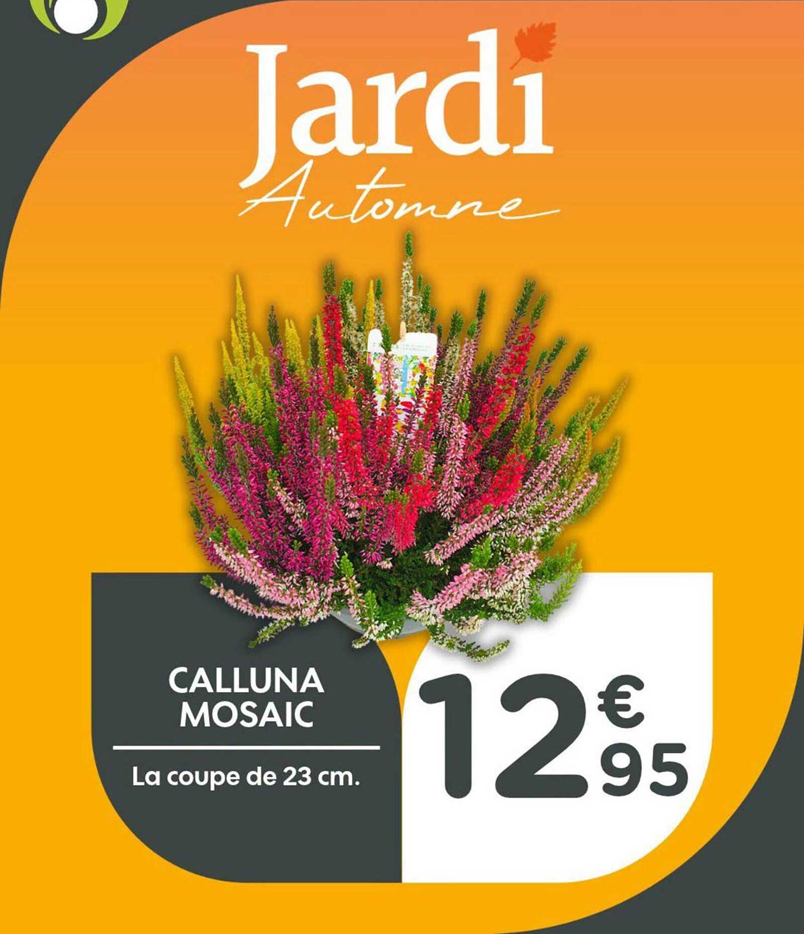CALLUNA MOSAIC
