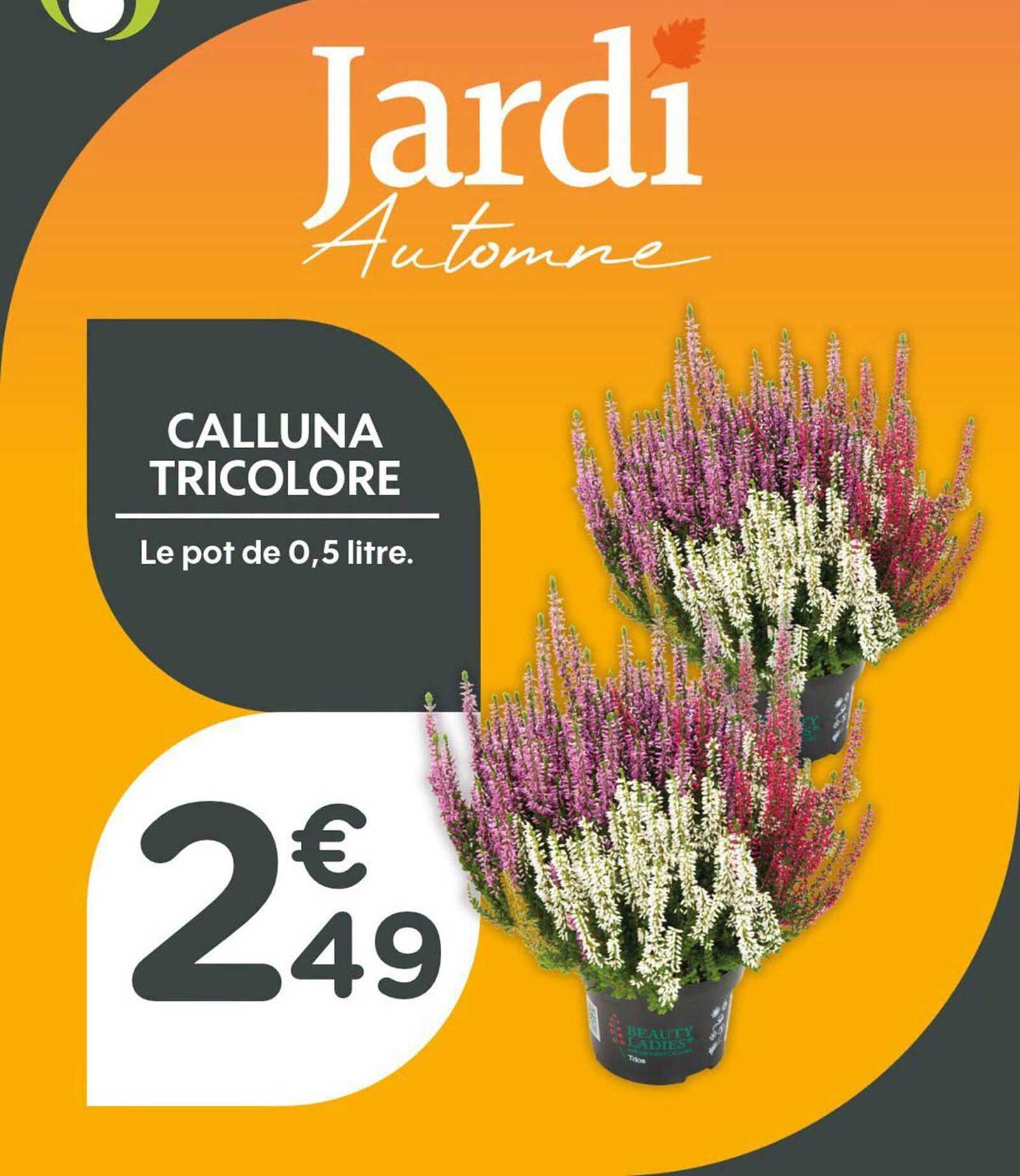 CALLUNA TRICOLORE