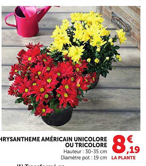 CHRYSANTHEME AMÉRICAIN UNICOLore OU TRICOLORE