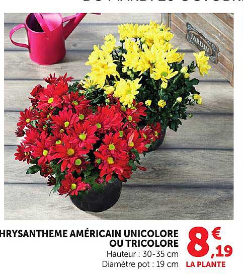 CHRYSANTHEME AMÉRICAIN UNICOLORE OU TRICOLORE
