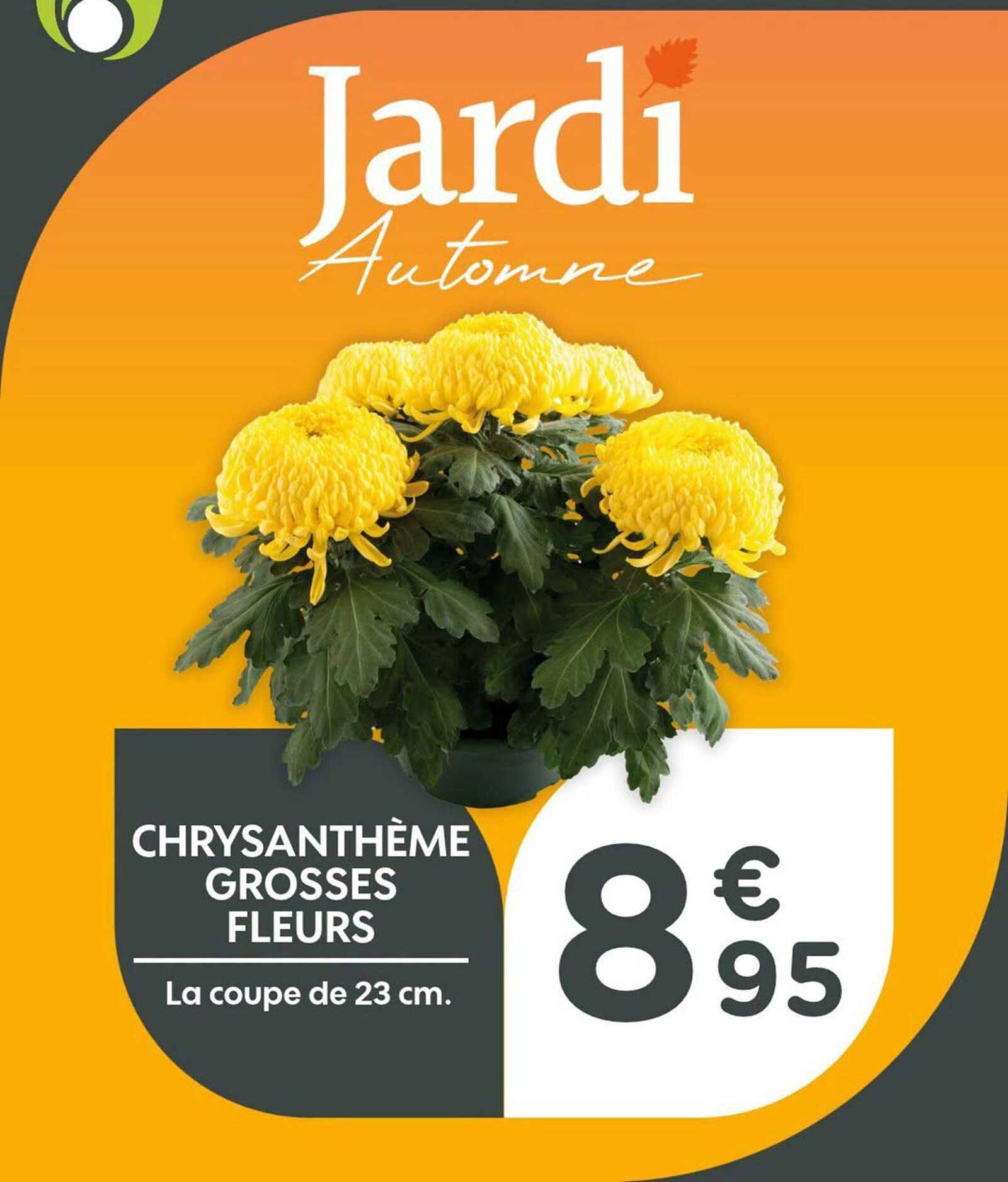 CHRYSANTHÈME GROSSES FLEURS