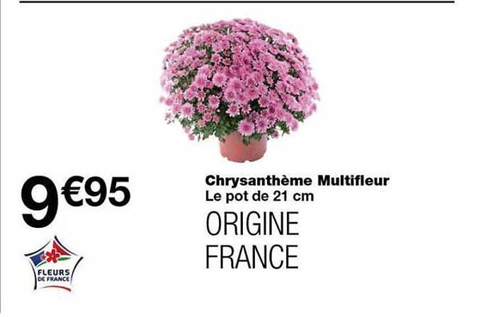 Chrysanthème Multifleur