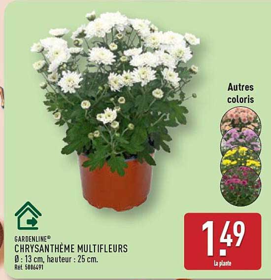 CHRYSANTHÈME MULTIFLEURS