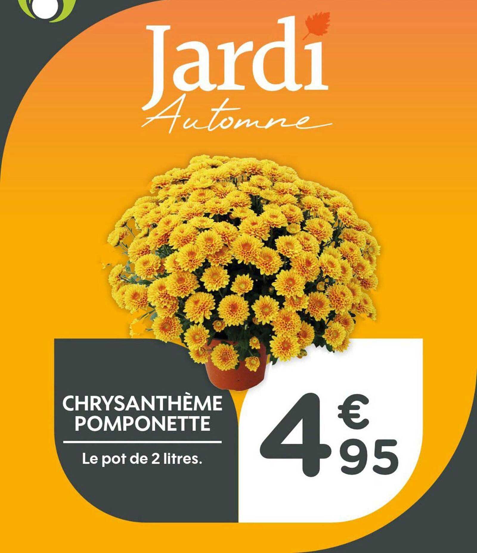 CHRYSANTHÈME POMPONETTE