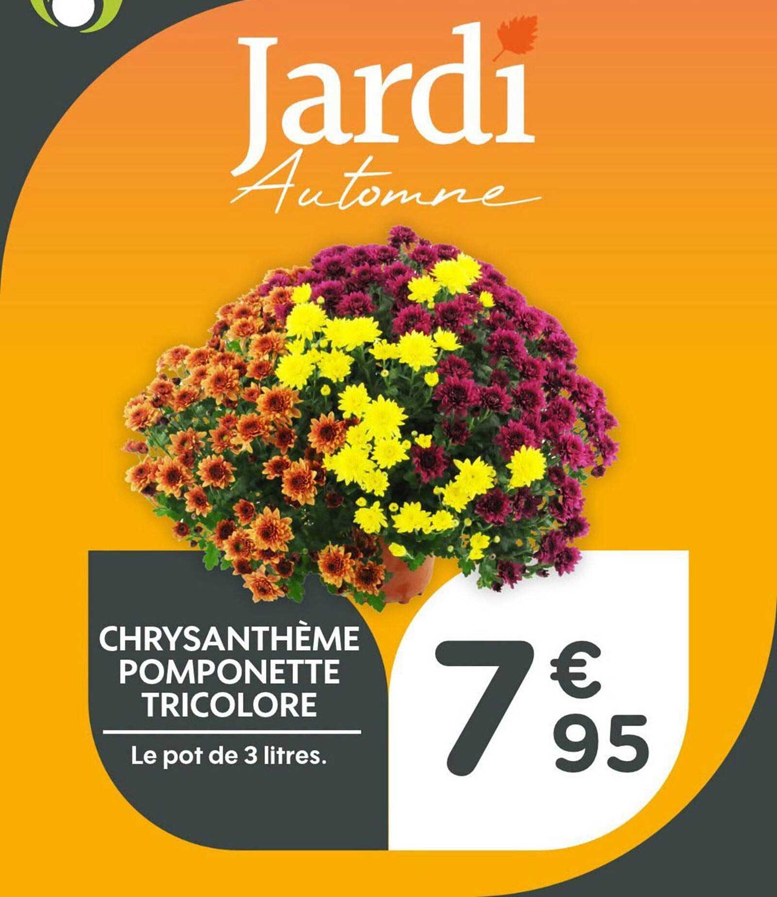 CHRYSANTHÈME POMPONETTE TRICOLORE