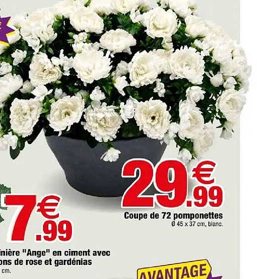 Coupe de 72 pomponettes