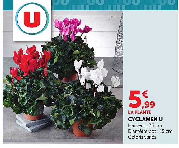 CYCLAMEN U