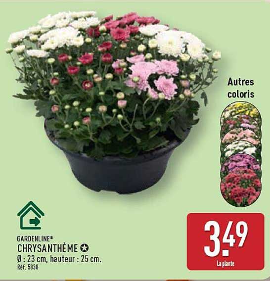 GARDENLINE CHRYSANTHEME