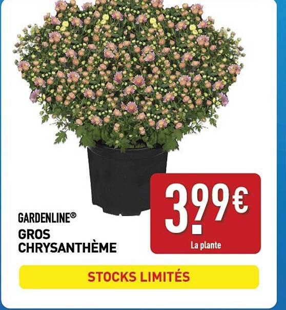 GARDENLINE® GROS CHRYSANTHÈME