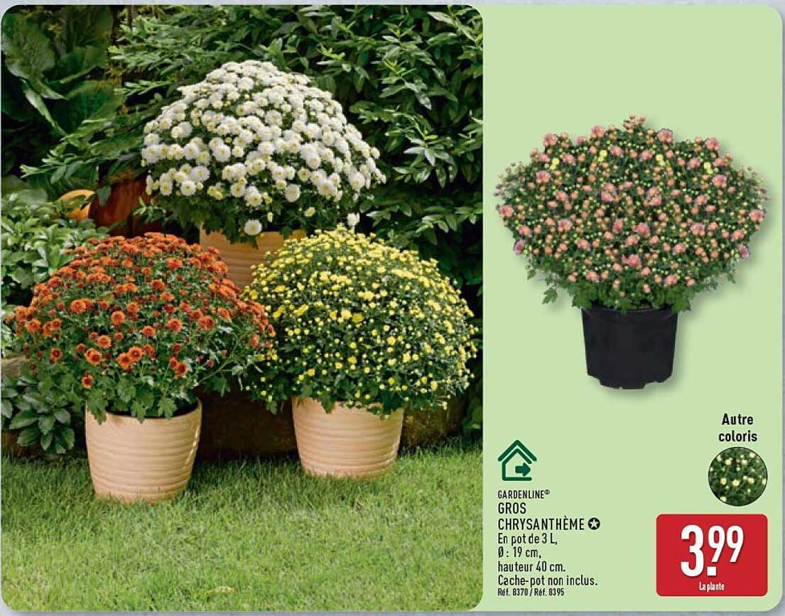 GROS CHRYSANTHÈME
