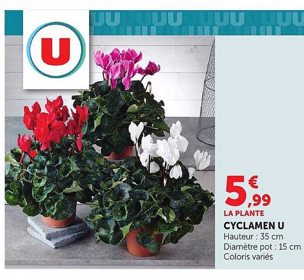LA PLANTE CYCLAMEN U