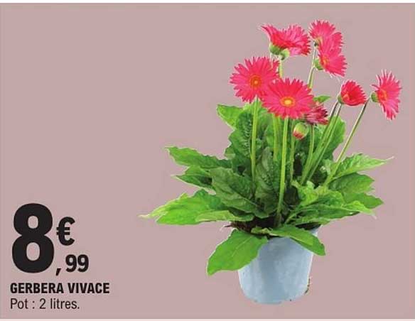GERBERA VIVACE