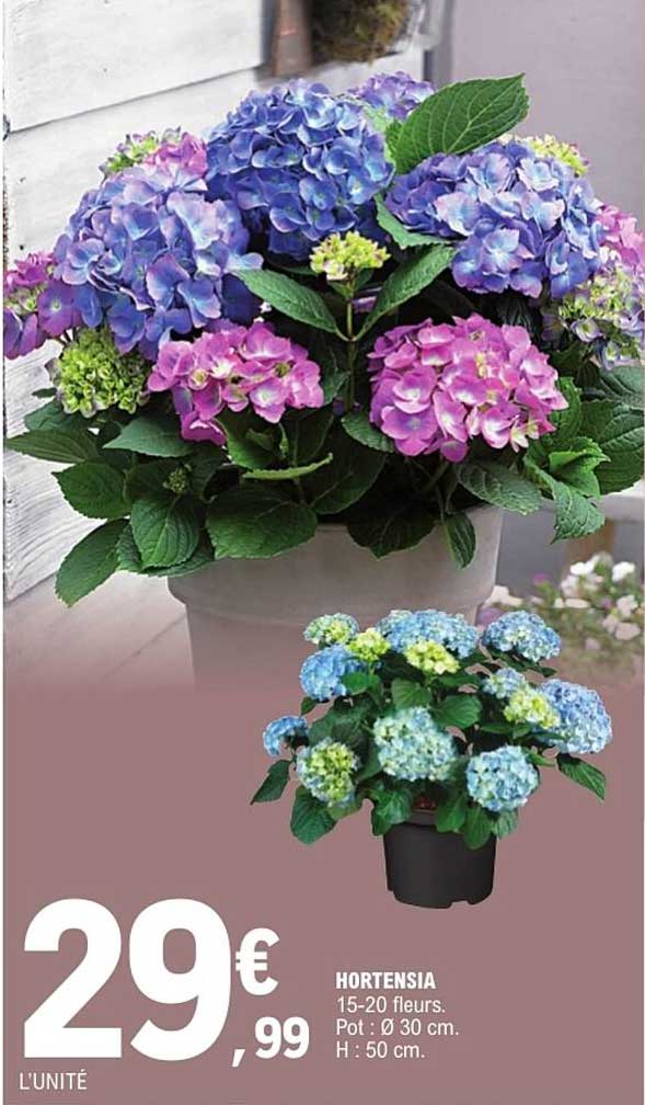 HORTENSIA