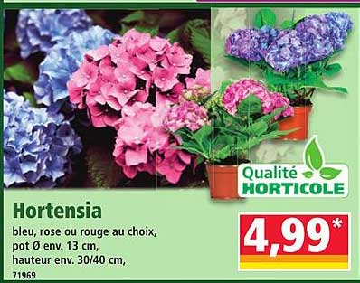 Hortensia