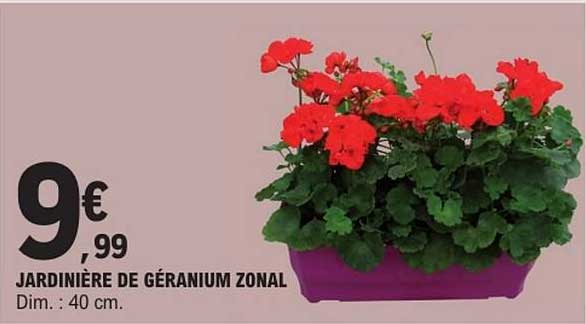JARDINIÈRE DE GÉRANIUM ZONAL